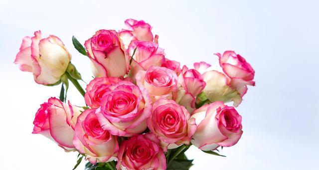 什么花的花语代表告白？如何用花表达爱意？