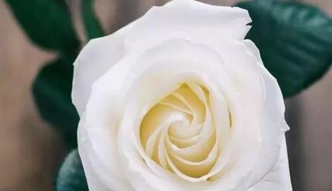 什么花的花语代表告白？如何用花表达爱意？