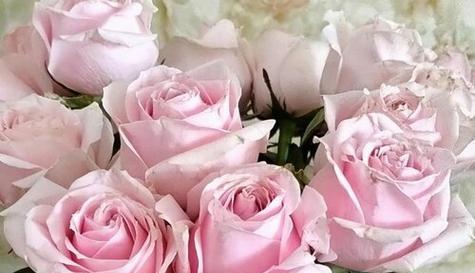 什么花的花语代表告白？如何用花表达爱意？