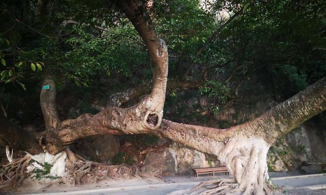 连理枝是什么树属于什么植物？连理枝的植物学特征有哪些？