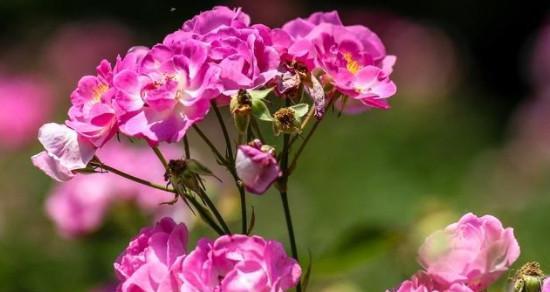 什么花的花语代表告别？告别之花有哪些？