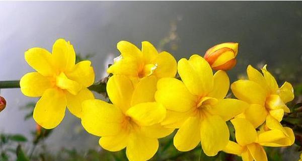 什么花的花语代表孤傲？揭秘那些象征独立的花卉