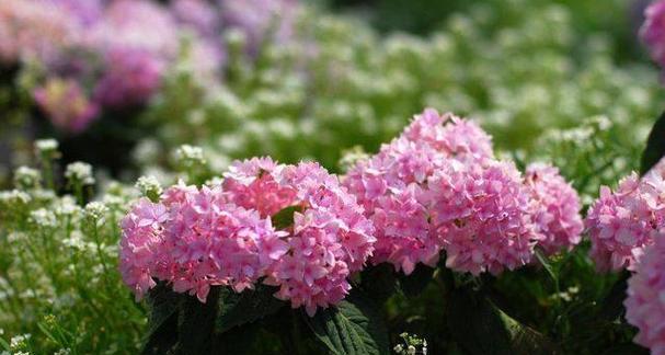 什么花的花语代表孤傲？揭秘那些象征独立的花卉