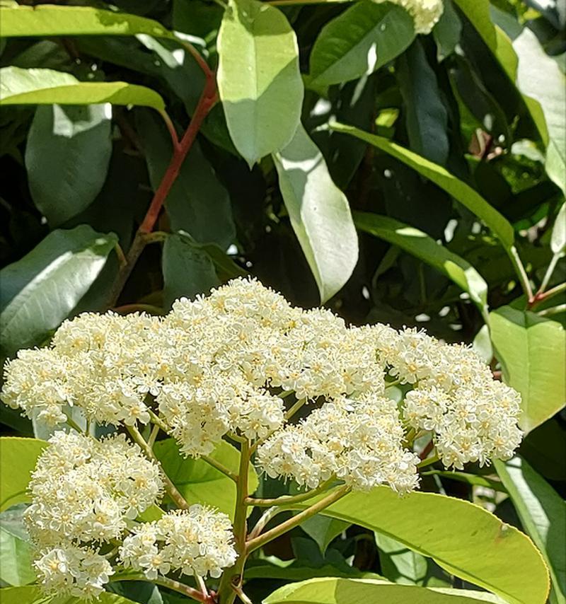 什么花代表孤独？了解孤独花语背后的故事？