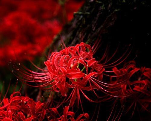什么花的花语代表孤独和迷茫？