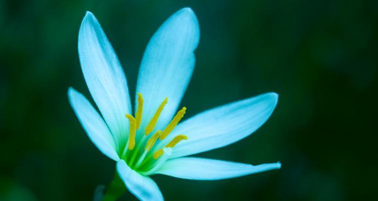 什么花的花语代表孤独和迷茫？
