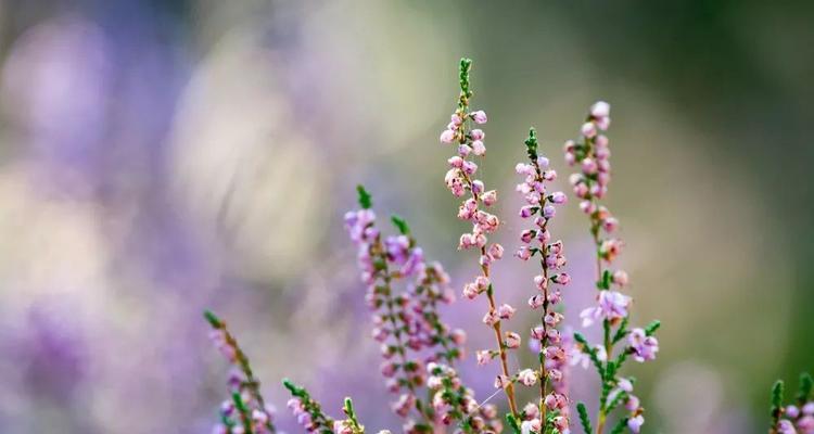什么花的花语代表孤独和迷茫？