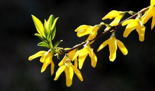 连翘花代表什么？连翘花的象征意义有哪些？