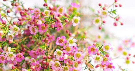 什么花的花语代表鼓励？如何用花卉传递正能量？