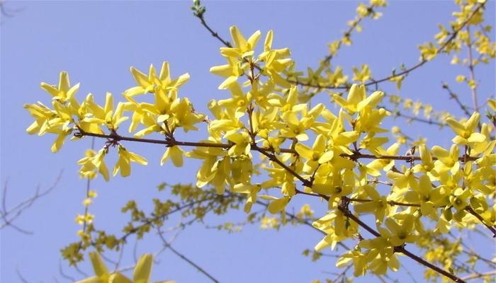 连翘花象征什么？在风水中有哪些寓意？