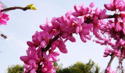 什么花代表故乡的花语？如何用花表达对故乡的思念？