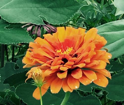 什么花代表友谊的花语？友谊花语有哪些？