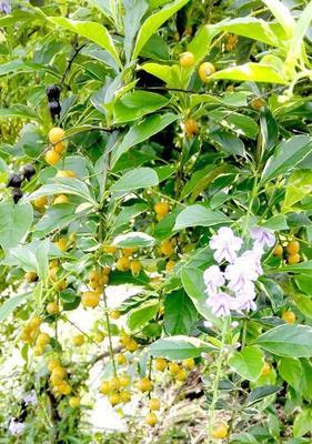连翘几年结果实？种植连翘的收获周期是多久？
