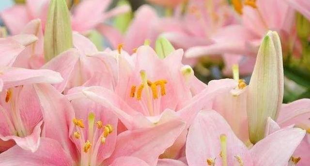什么花代表归来？花语中归来象征的花卉有哪些？