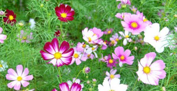 什么花代表闺蜜间的友谊？花语中闺蜜友谊的含义是什么？