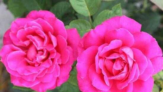 什么花代表闺蜜间的友谊？花语中闺蜜友谊的含义是什么？