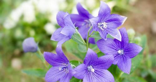 什么花代表闺蜜间的友谊？花语中闺蜜友谊的含义是什么？