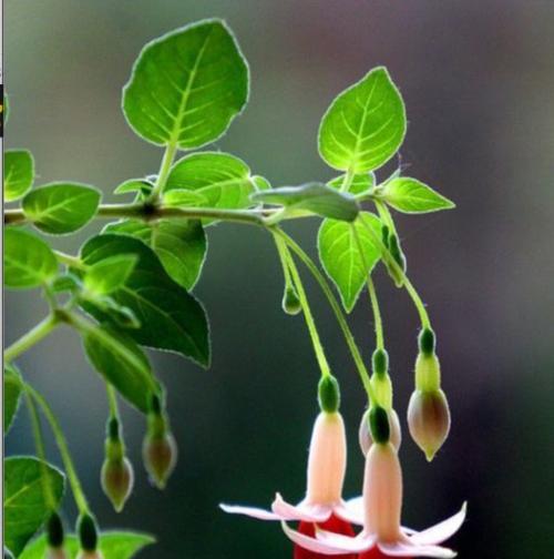 什么花的花语代表害羞？揭秘害羞花语的花卉有哪些？
