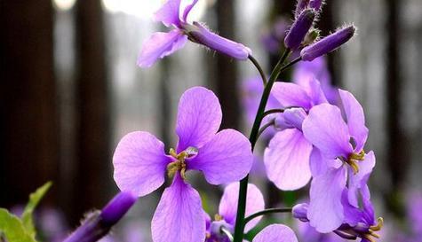 什么花的花语代表害羞？揭秘害羞花语的花卉有哪些？