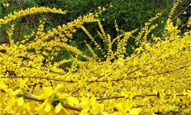 连翘秋天会开花吗？连翘的开花季节是什么时候？