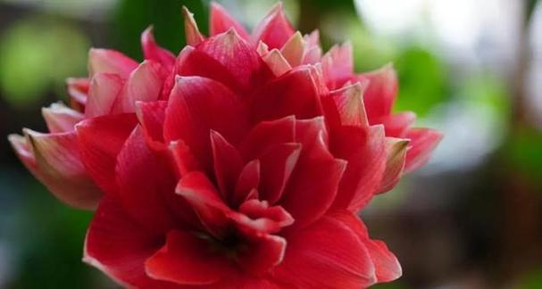 什么花代表好运？揭秘带来好运的花卉花语是什么？