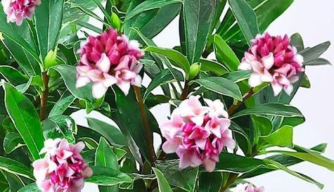 什么花代表好运？揭秘带来好运的花卉花语是什么？