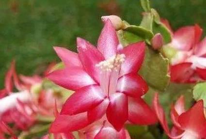 什么花代表好运？揭秘带来好运的花卉花语是什么？
