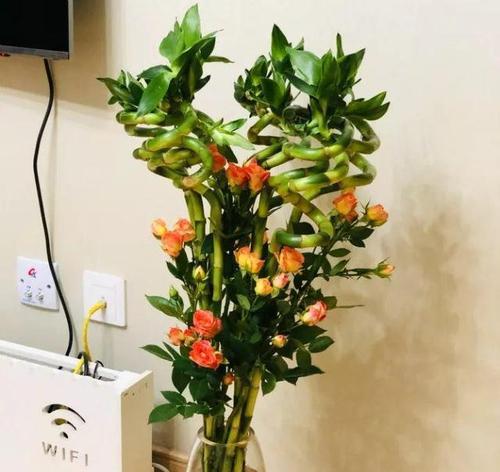 什么花象征着好运气？揭秘带来好运的花卉花语！