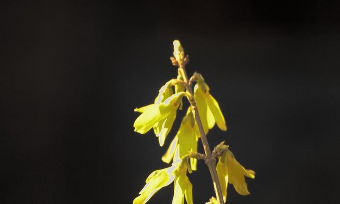 连翘开花与长叶的顺序是什么？