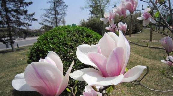 什么花代表和谐？揭秘和谐花语的花卉有哪些？