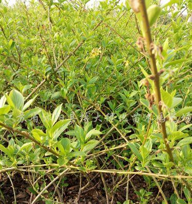 连翘是草本还是木本植物？连翘的主要特点是什么？