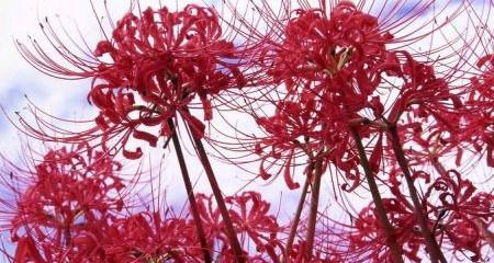 什么花的花语代表着黑暗？揭秘花语中的神秘象征！