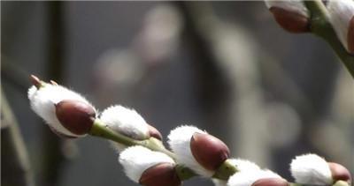 什么花象征着黑夜中的光明？花语中代表希望的花朵有哪些？