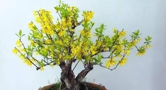 连翘喜阴还是喜阳？如何正确养护连翘植物？