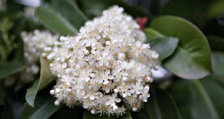 什么花象征着黑夜中的光明？花语中代表希望的花朵有哪些？