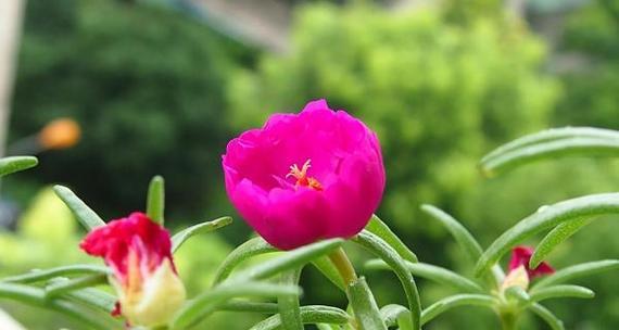 什么花象征着黑夜中的光明？花语中代表希望的花朵有哪些？