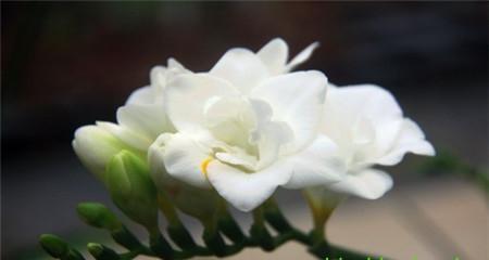 什么花的花语代表后悔？了解后悔的花语含义是什么？