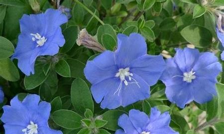 什么花的花语代表后悔？了解后悔的花语含义是什么？