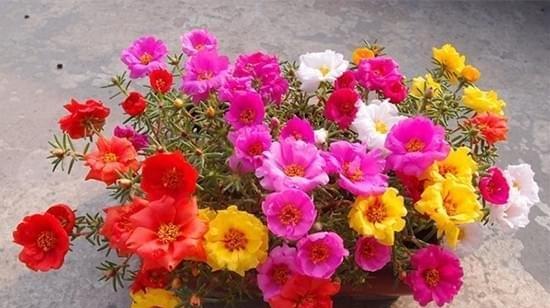 什么花的花语代表后悔？了解后悔的花语含义是什么？