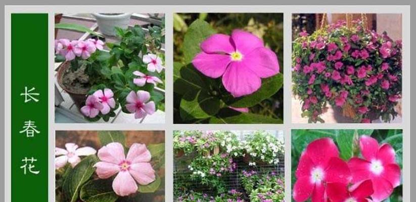 什么花的花语代表欢迎？欢迎花有哪些种类？