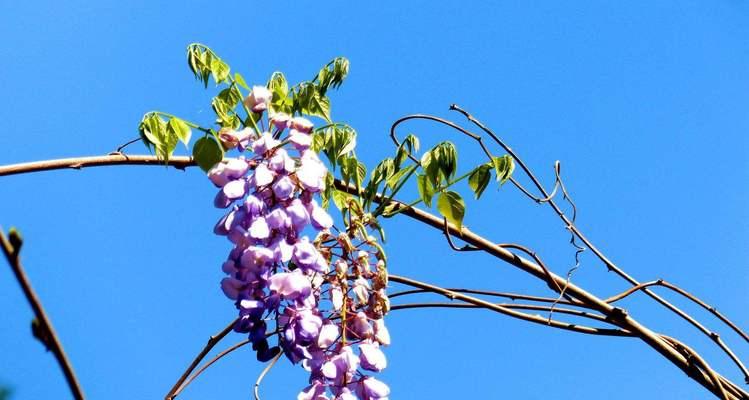 什么花的花语代表幻想？揭秘花语背后的含义！