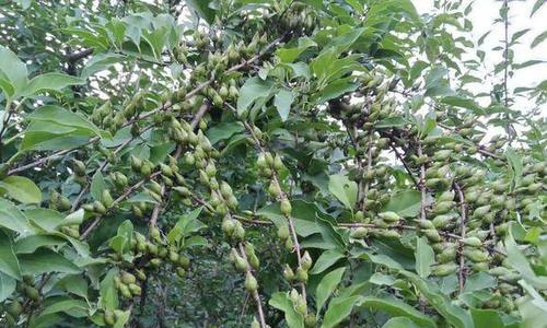 连翘种子的最佳种植时间是什么时候？种植后需要注意哪些问题？