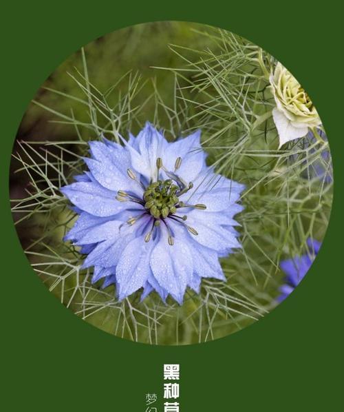 什么花的花语代表谎言？揭秘花语背后的含义！