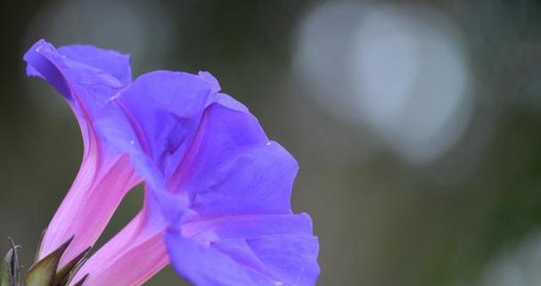 什么花象征着生命？花语中代表活着的花卉有哪些？