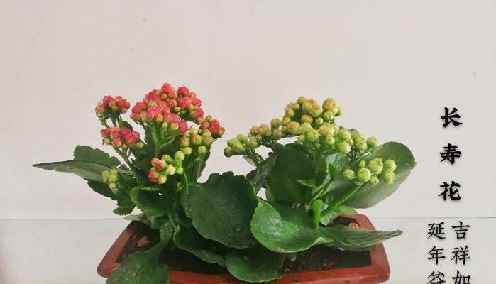 什么花的花语代表吉祥如意？如何选择寓意吉祥的花卉？