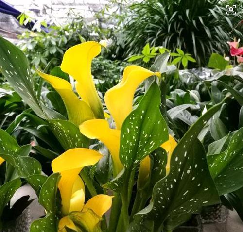 什么花的花语代表吉祥如意？如何选择寓意吉祥的花卉？