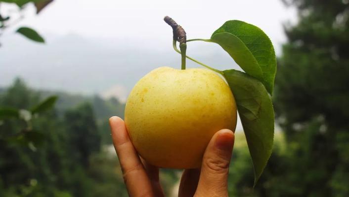 连州水晶梨成熟季节是什么时候？如何判断其成熟度？