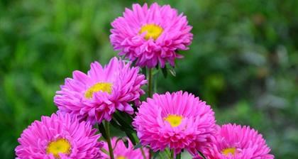 什么花代表记忆？揭秘花语背后的含义是什么？