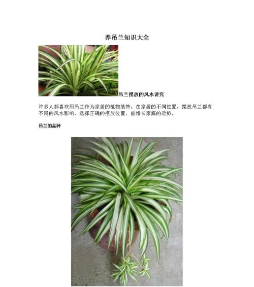 莲瓣兰怎么养？养殖过程中应注意哪些问题？