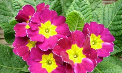 什么花代表家人之间的爱？花语中家人含义的花卉有哪些？